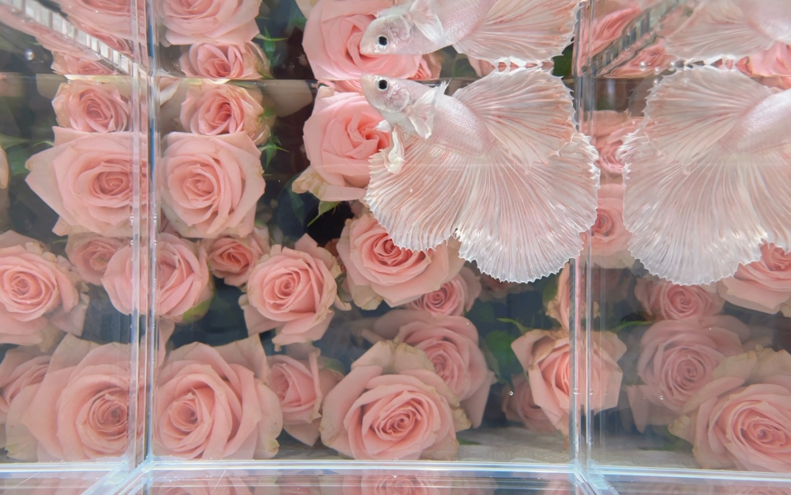 B9（193-216）泰国斗鱼小型热带观赏鱼耐活好养（直播间选鱼）