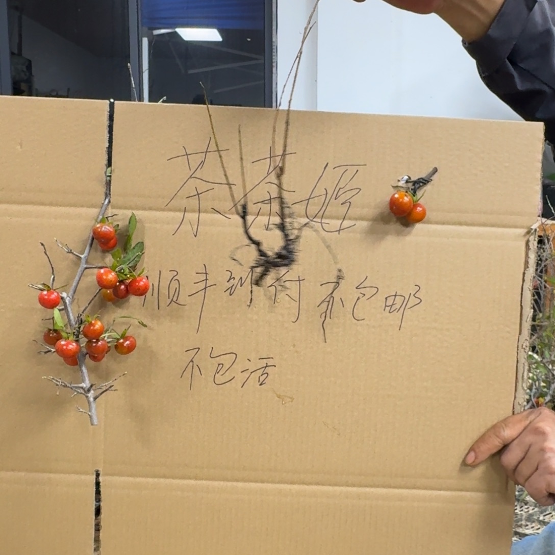 用***5无花朵727顺丰到付不包邮