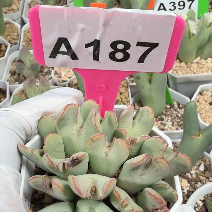 187mnnnnnnnnnnnnnnnnnh