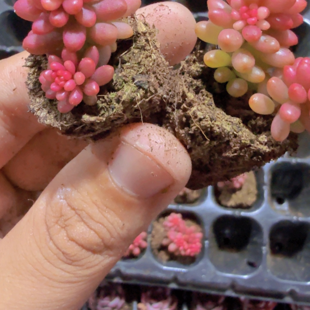 红色浆果锦穴盘一颗