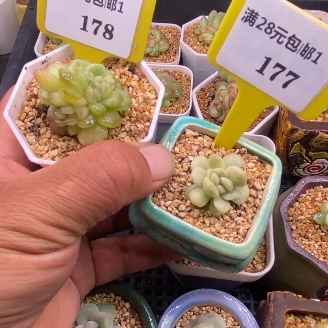 樱***白1178.，1177冰玉石化锦多肉……