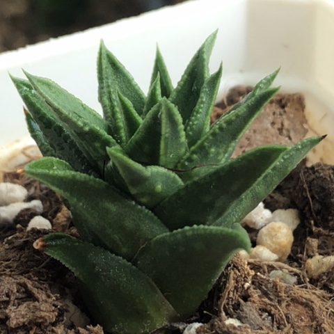 松挲掌带盆发货哈哈哈