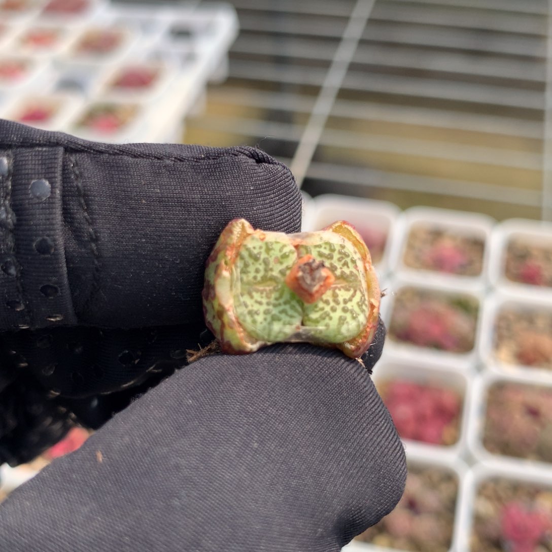 507wc安贞母本一颗