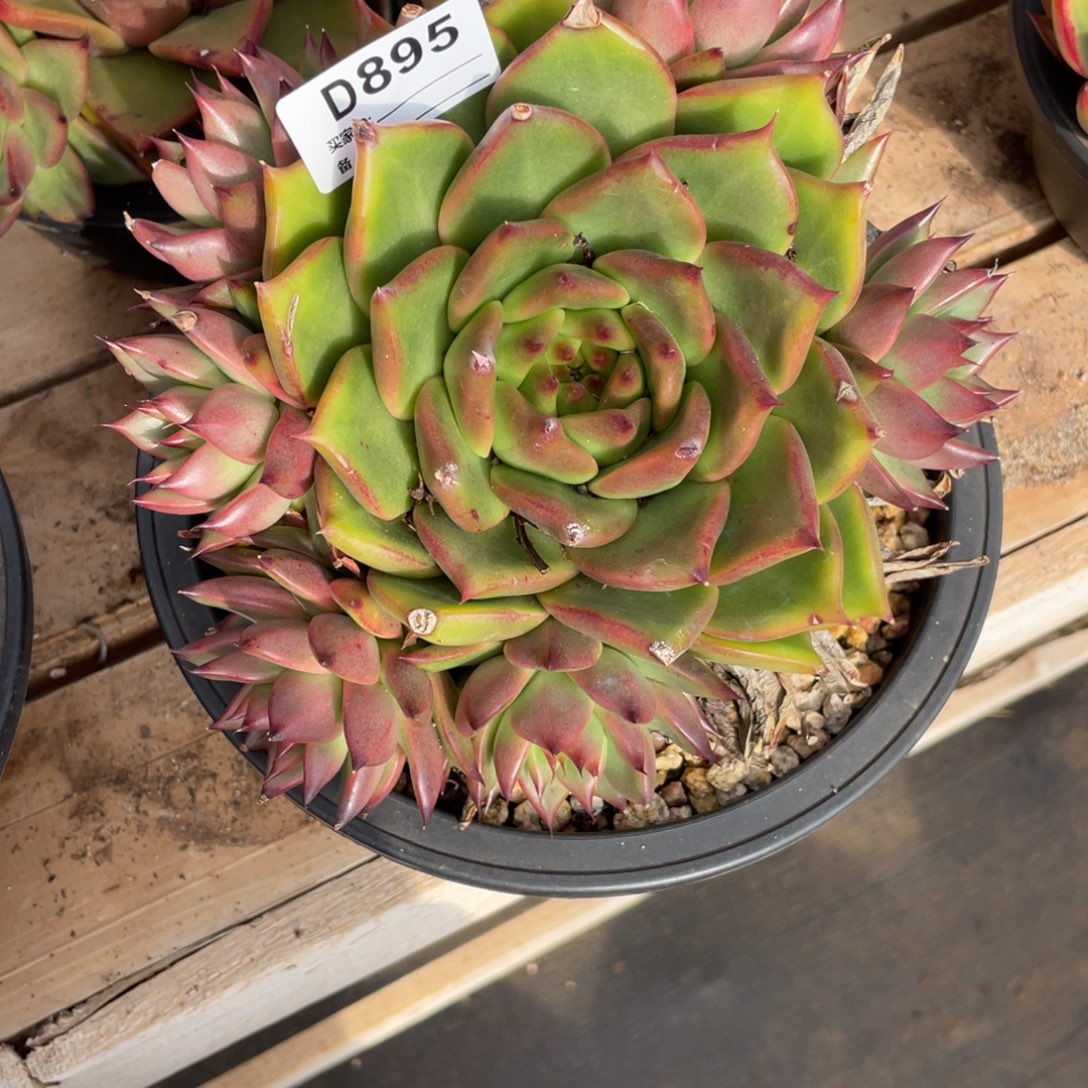 午***墙无花朵若如东云单拍D895