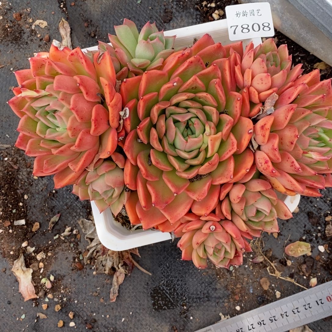 7808有叶伤瑕疵不售后