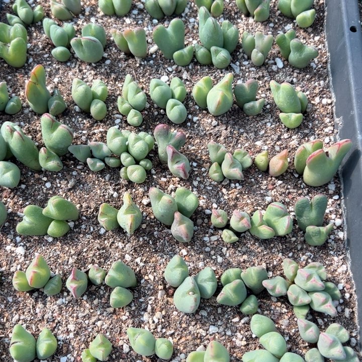 104号多肉植物vv g