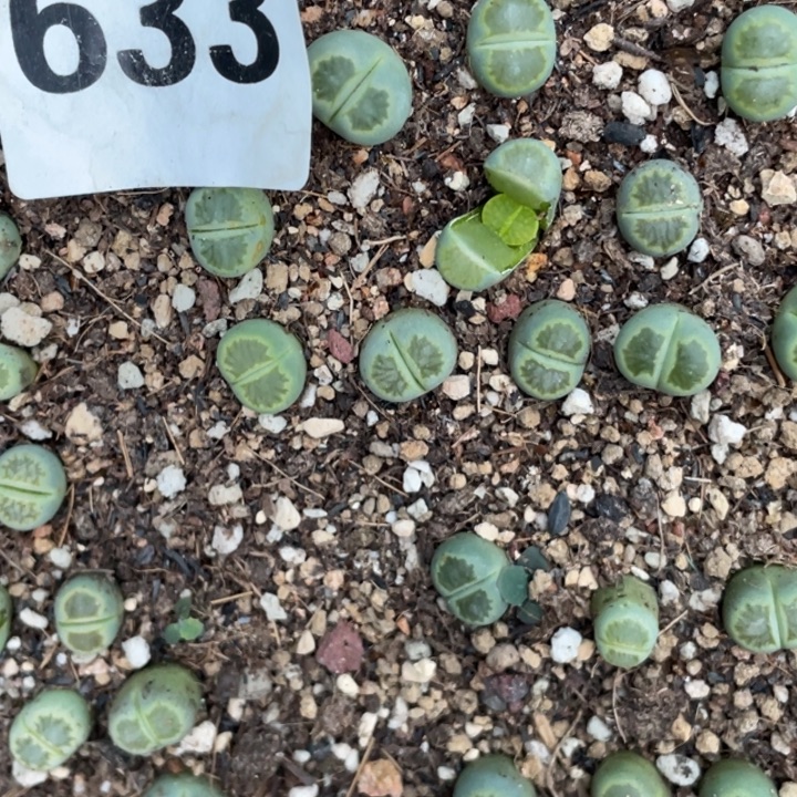 完全开放633绿菊一颗脱土