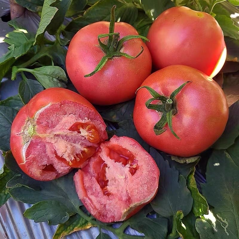 【顺丰次日达】吐鲁番沙瓤M7普罗旺斯西红柿新鲜农家果蔬 2kg/4kg装水果同城送新疆维吾尔自治区