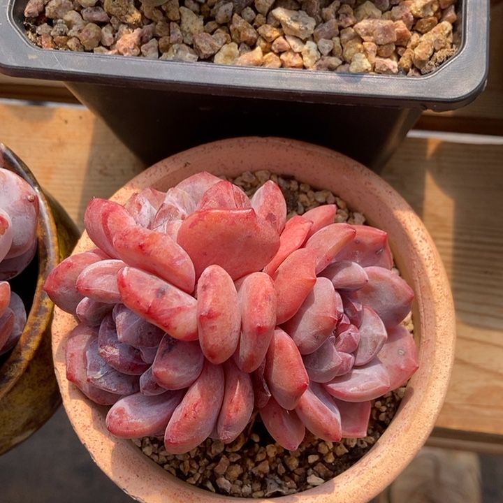 星影橙子石化多肉植物