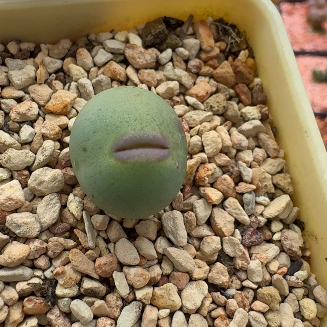 咩***咩云缦精品番杏2.8大嘴