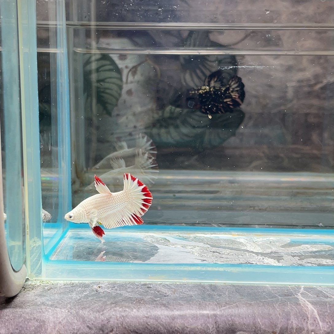 斗鱼育平斗鱼泰国斗鱼