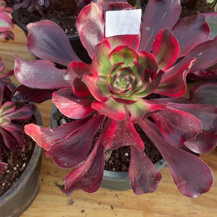 云南红魔女好看37号