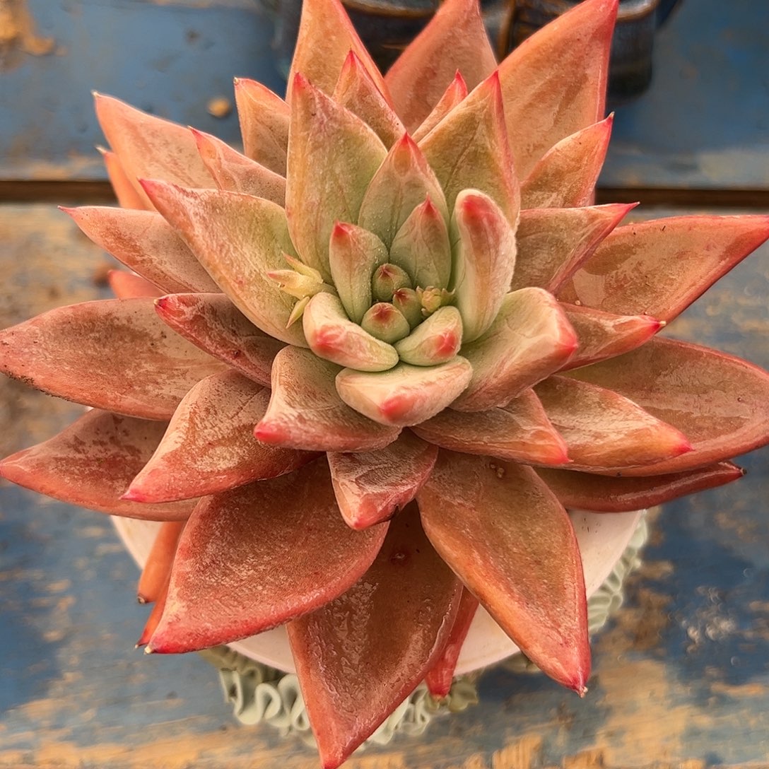 圣徒老桩多肉植物