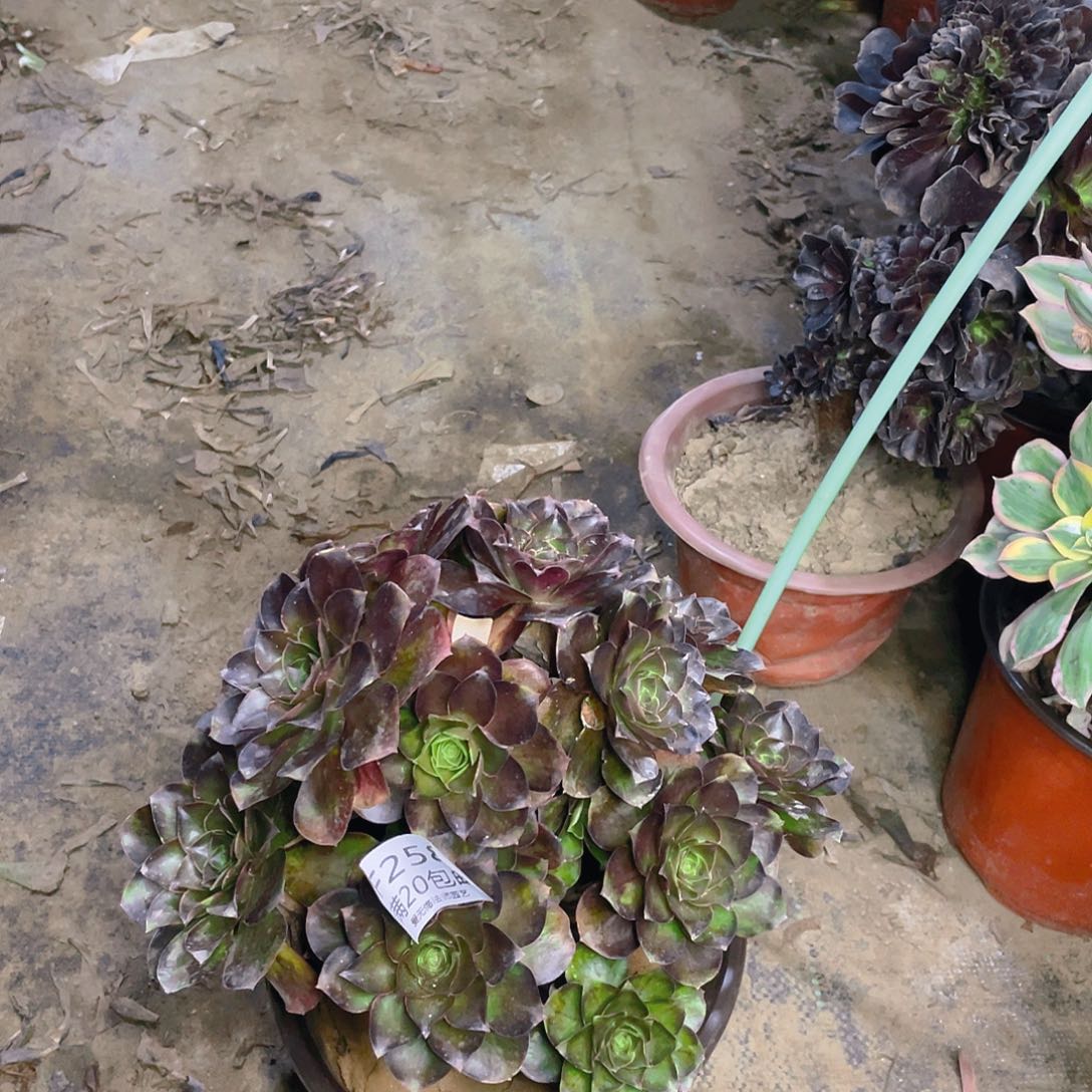 258魅金玫瑰多肉