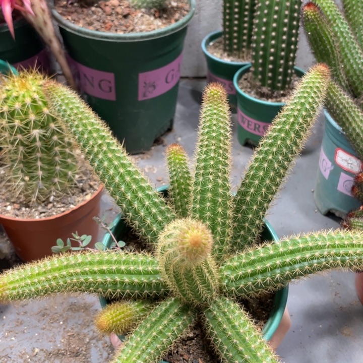 橙仙子多头群生一杯2