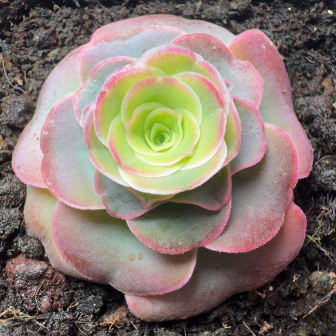 @****楹楹-168-冠幅 3cm