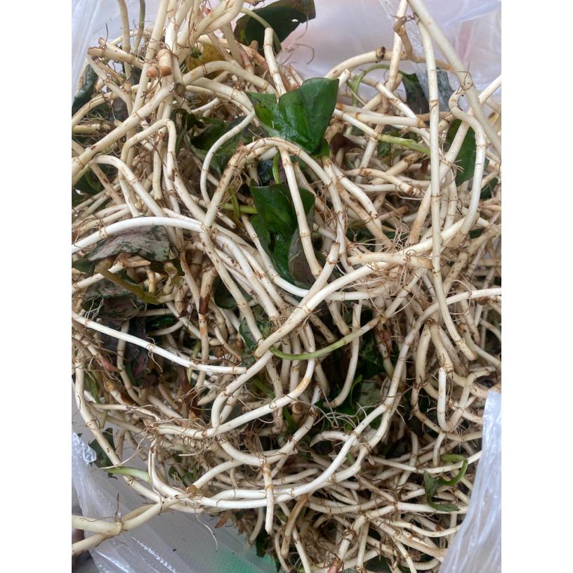 新根上市现挖带泥鱼腥草新鲜折耳根嫩根凉拌菜蔬菜带叶子发货