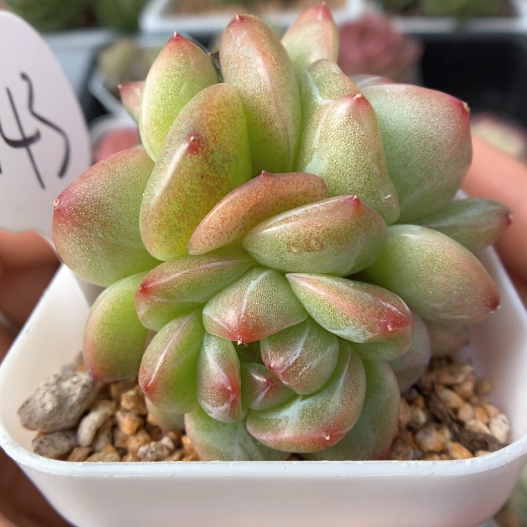 梦之蓝群生可拍943号。  