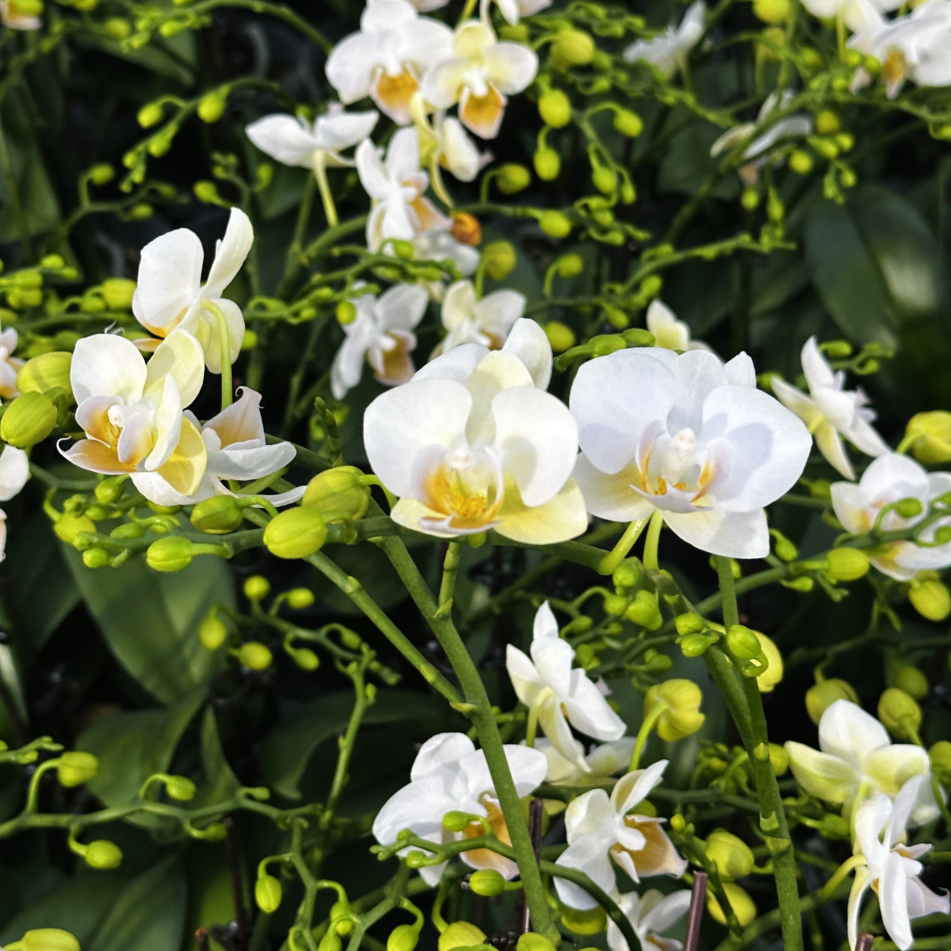 蝴蝶兰【嫦娥】 花色娇艳耐养适合室内观赏 送人送礼