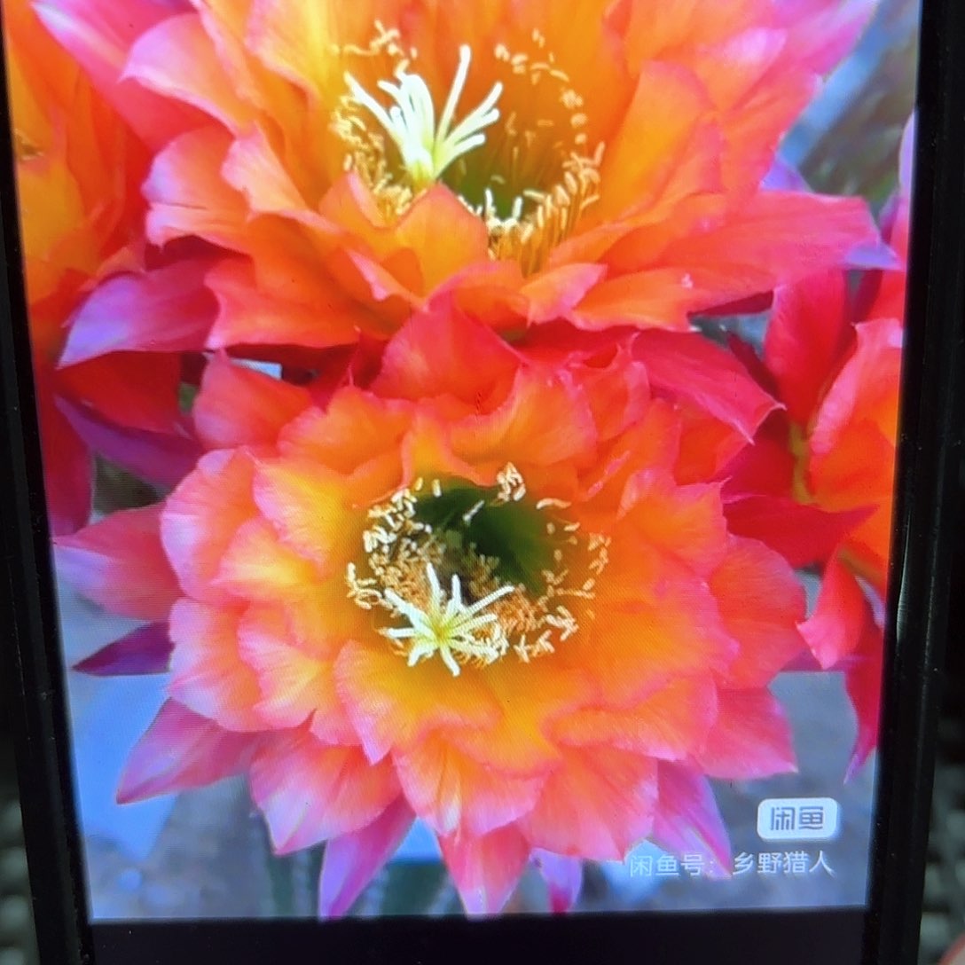 妹妹超级杏毛侧牙20包邮仙人球16