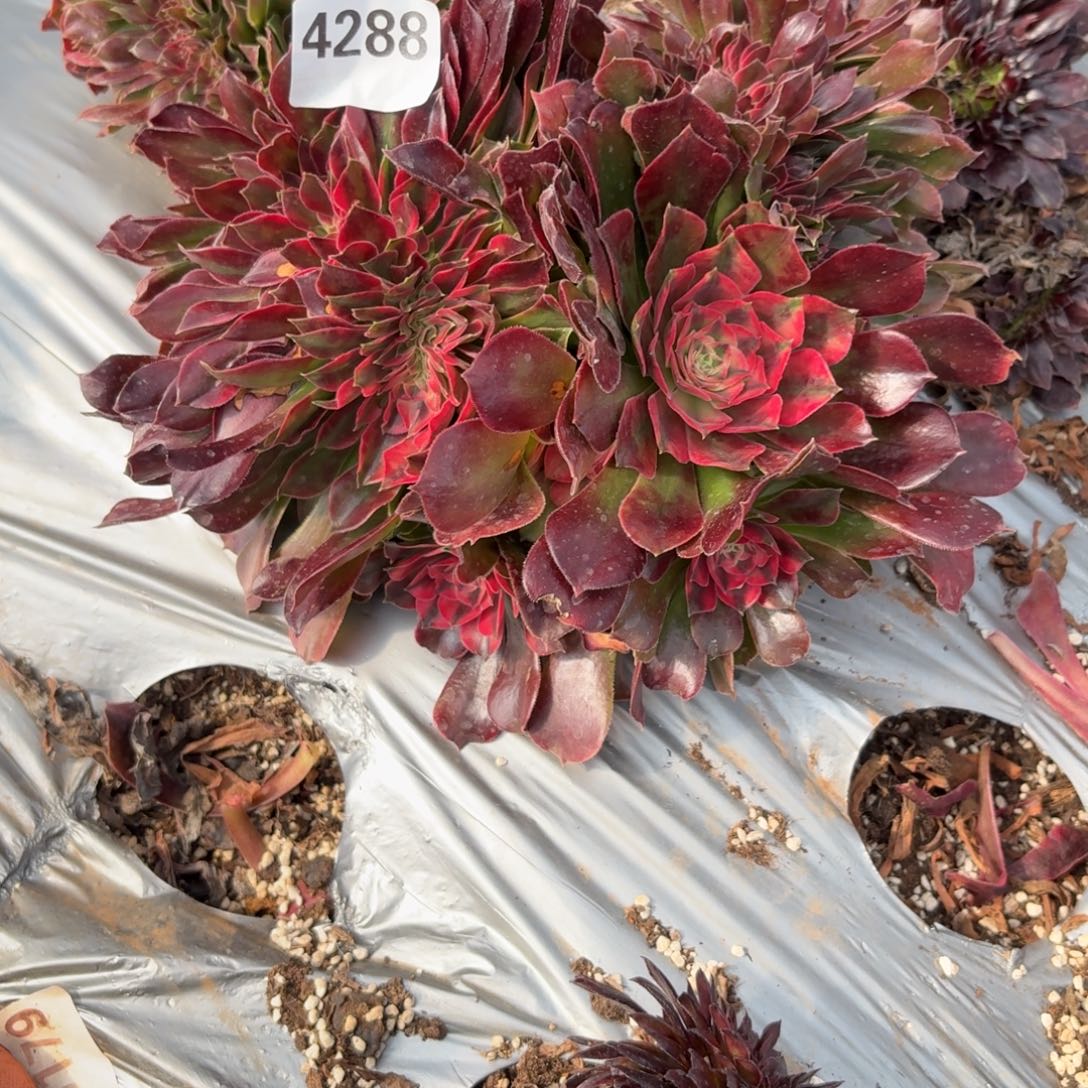 嗯4285 号法师多肉植物特价