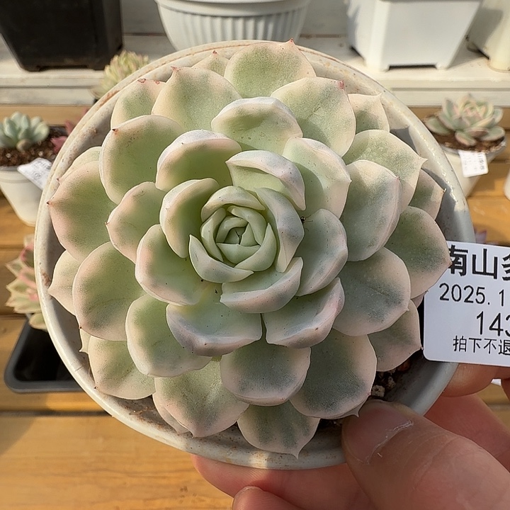 雪球锦11111124-143