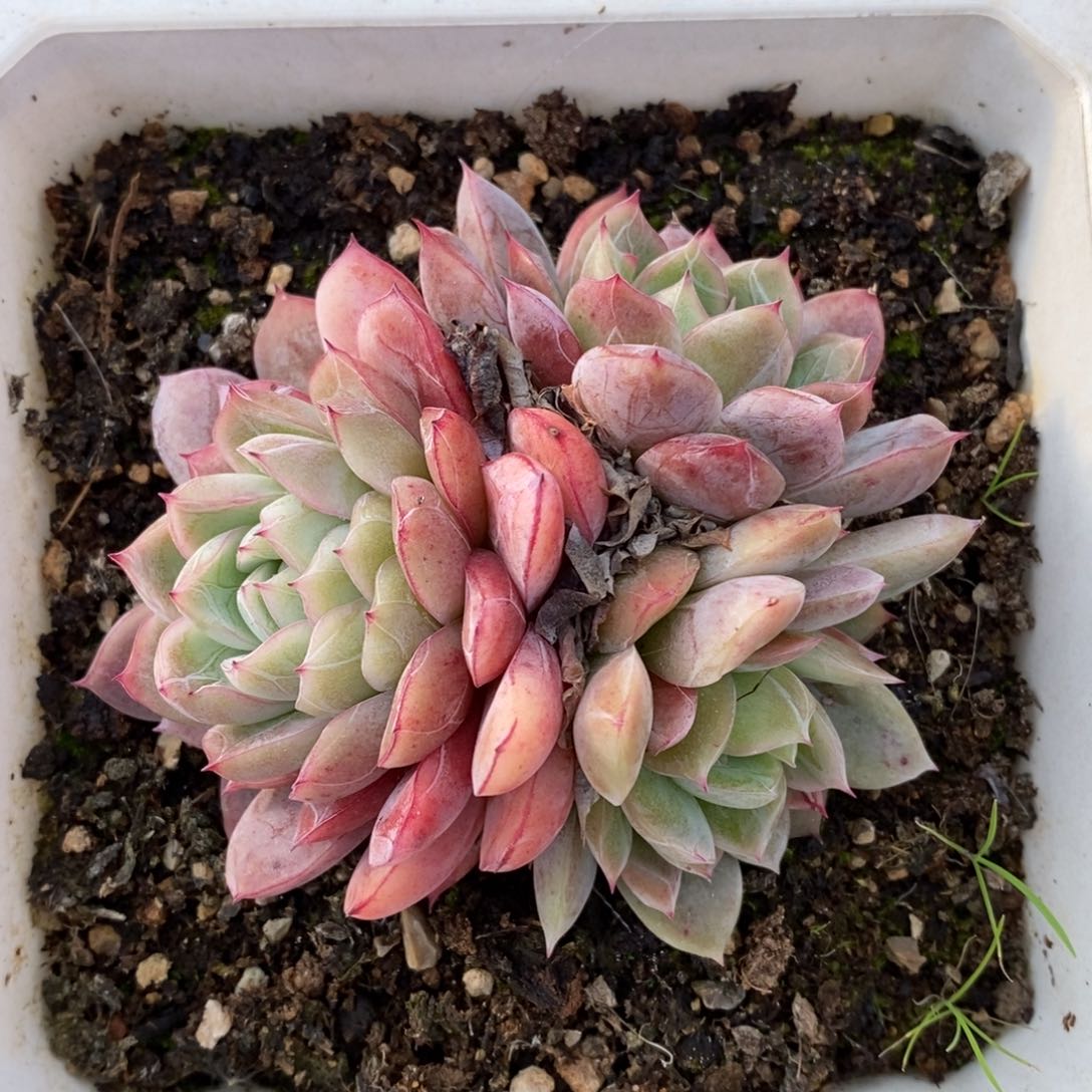 自助下单一物一拍_过年可寄养问主播