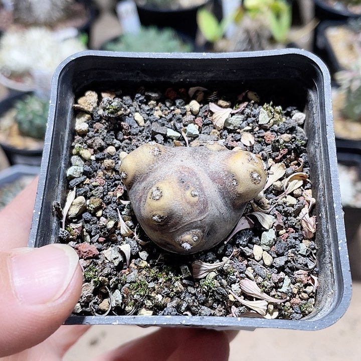 235格加厚墩菊块根