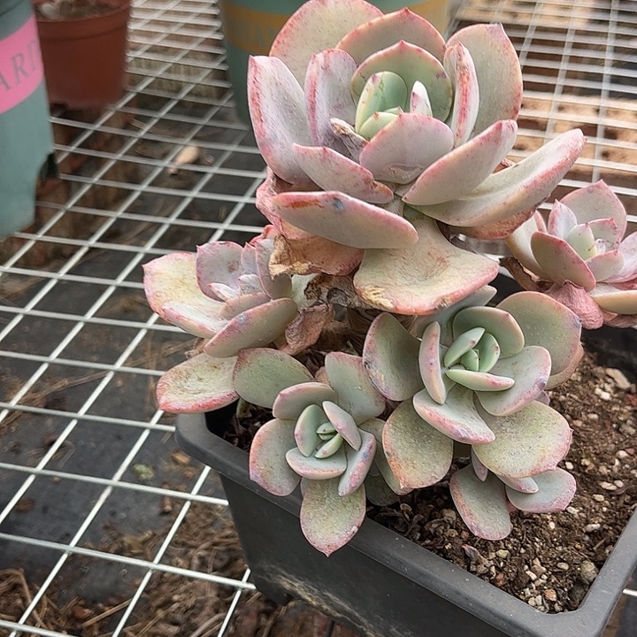 浅***末050白凤脱土发货不退不换