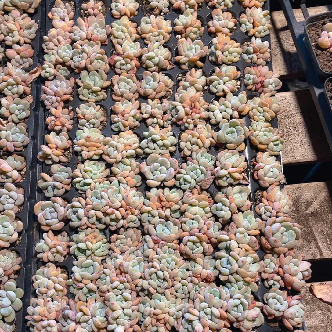 直播福利一物一拍114