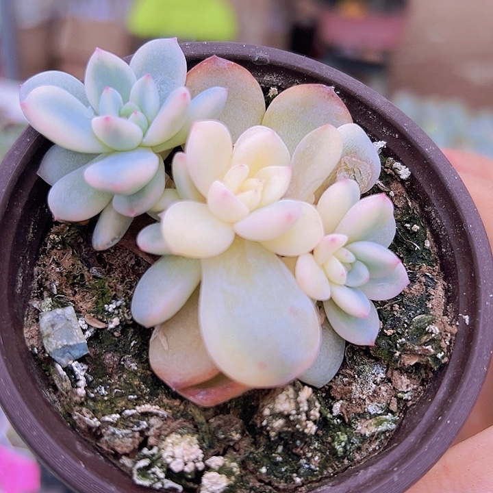 梦路锦19包邮多肉