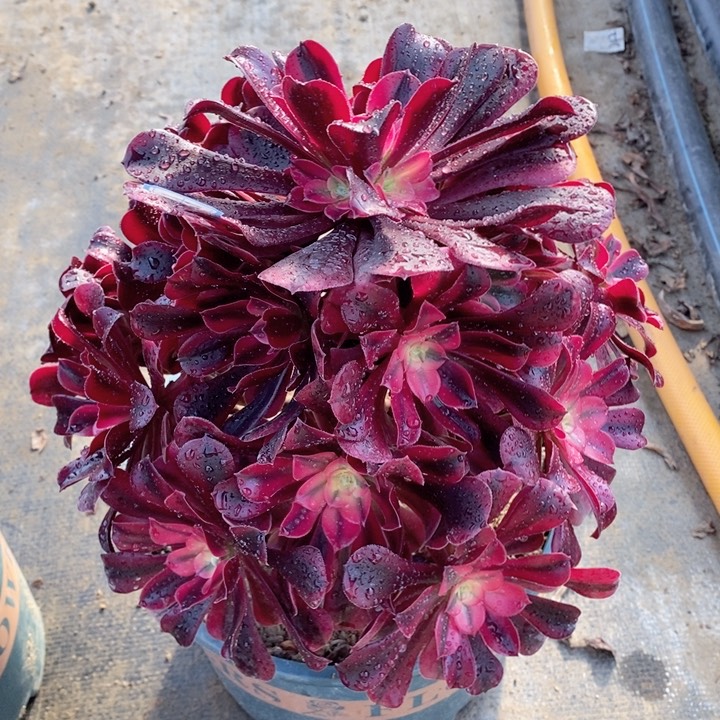 626美杜莎多肉植物