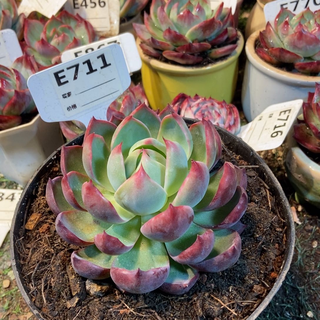 惊鸿一瞥711号楼