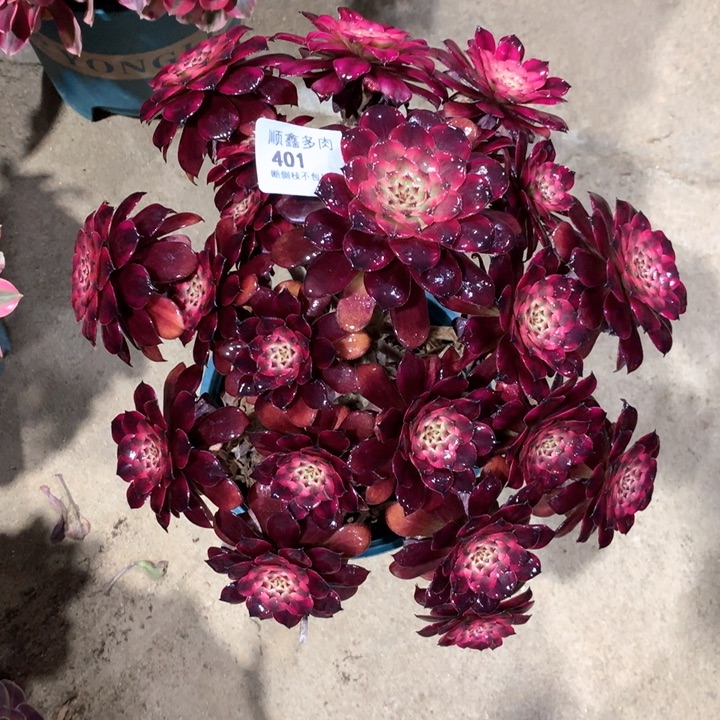 401血姬多肉植物