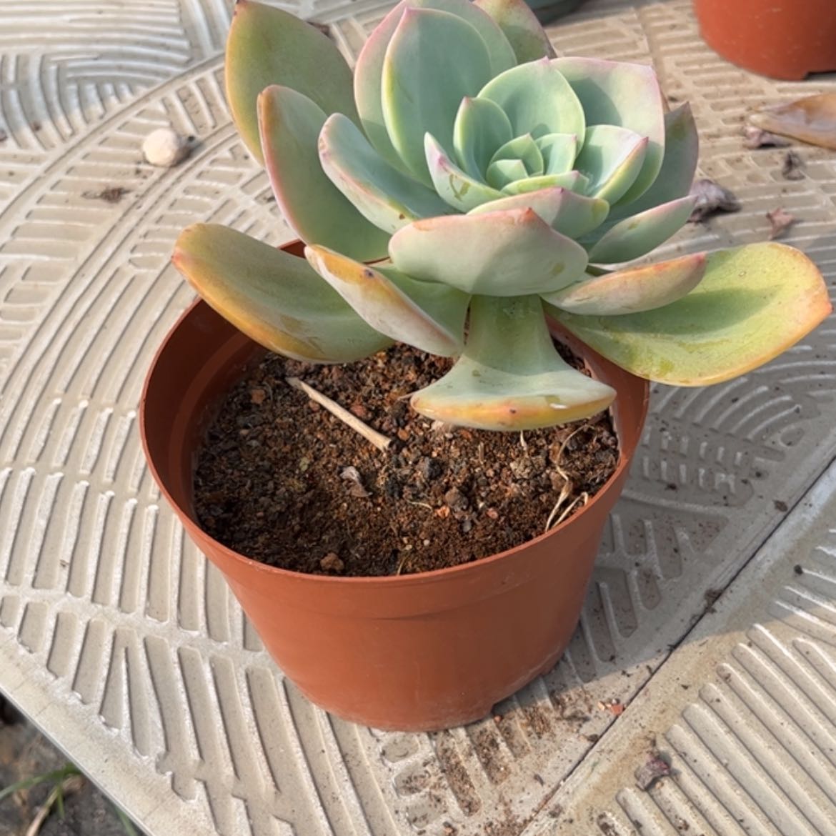 【闪购商品】无花朵财*