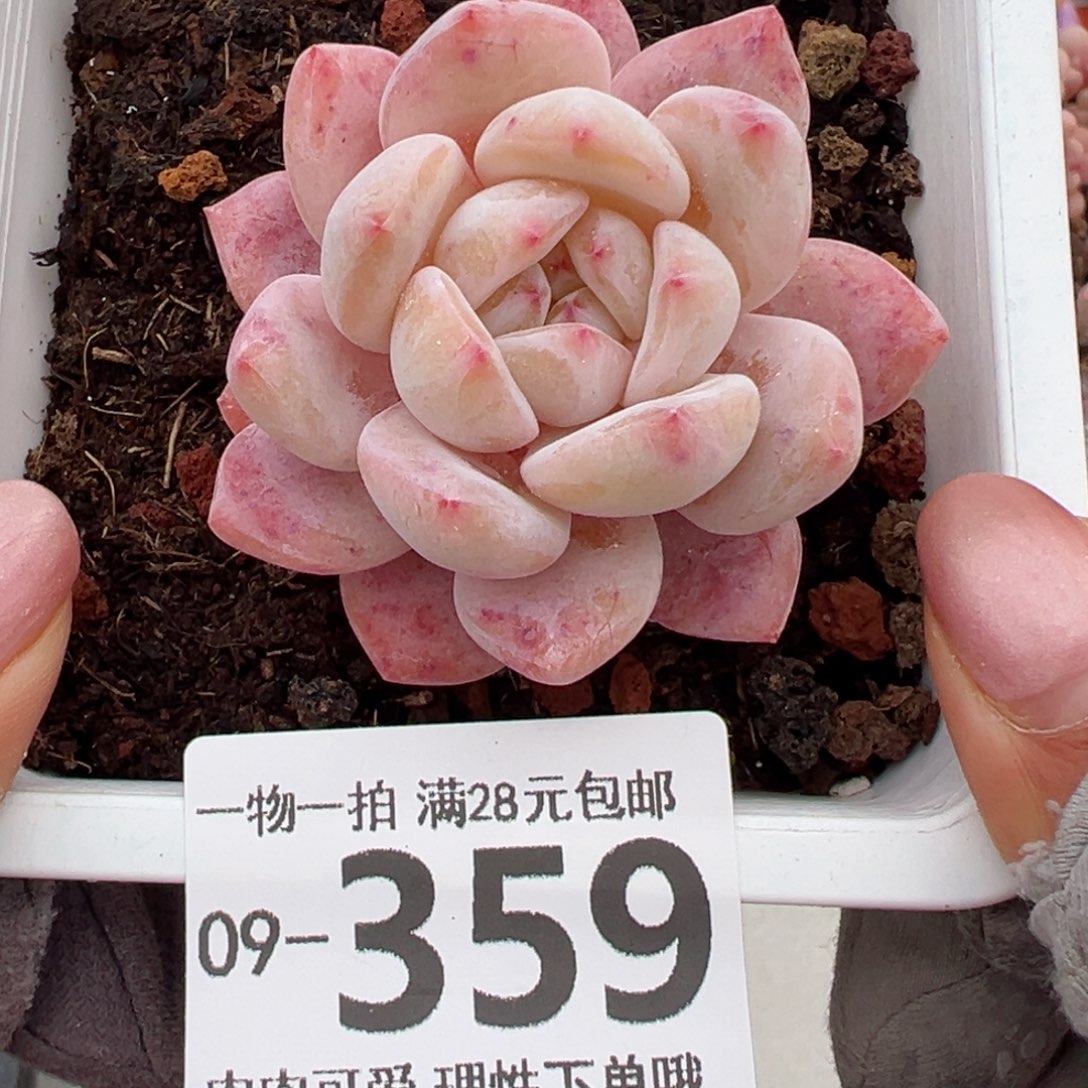 橙梦露多多肉多肉多肉