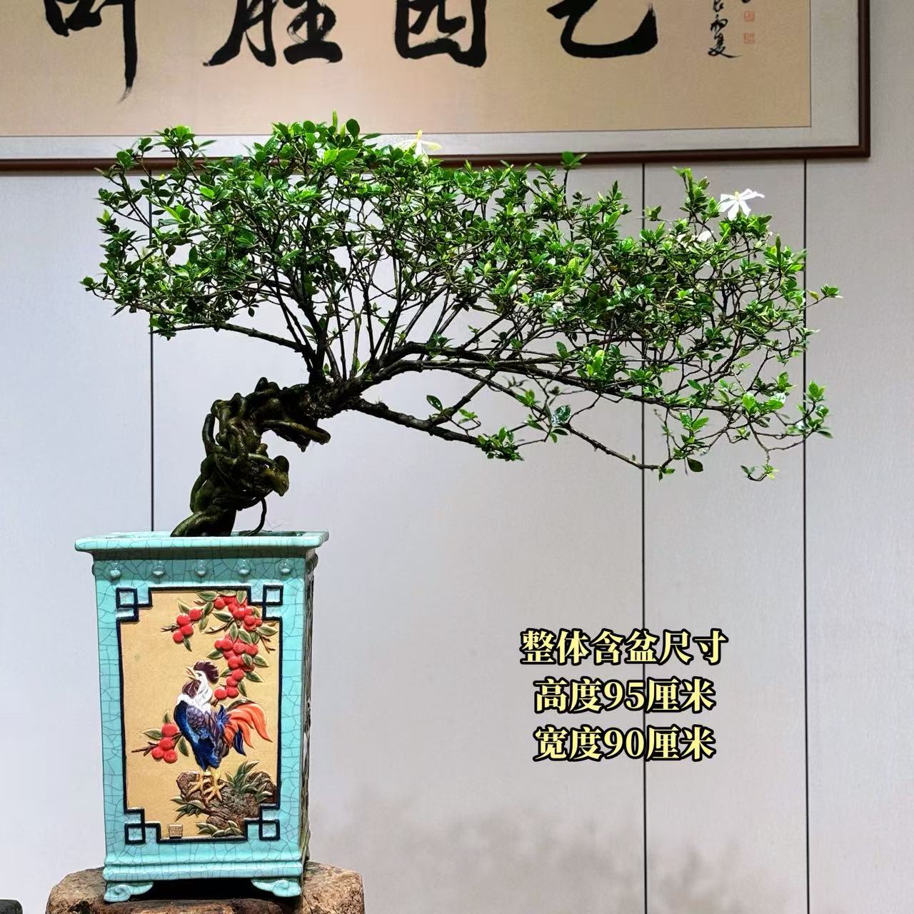 【叶胜园艺】精品四季榄叶栀子花盆景