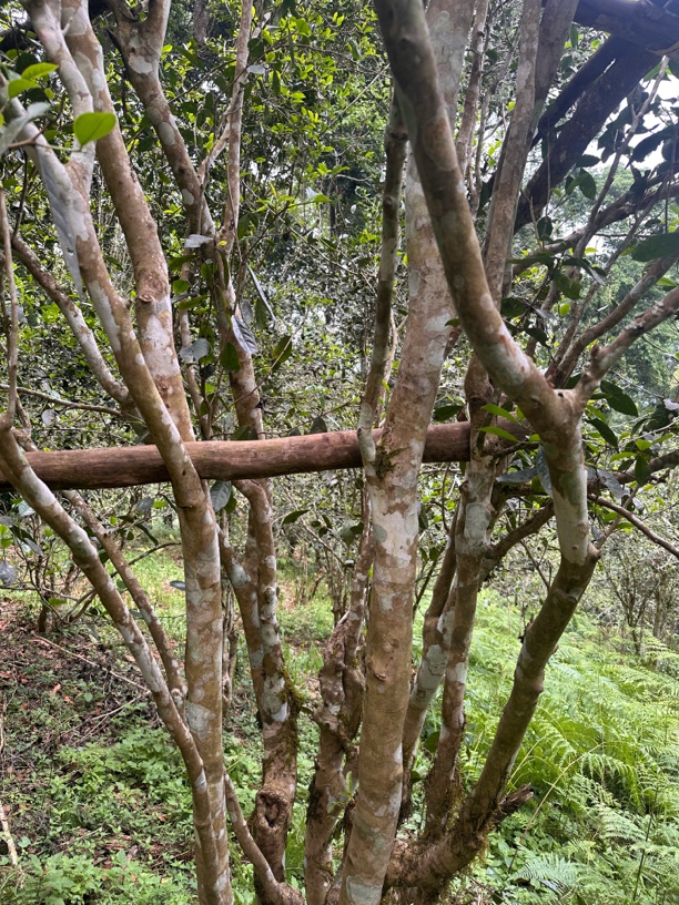 2025 易武曼乃古树头春甜柔 店铺入坑款