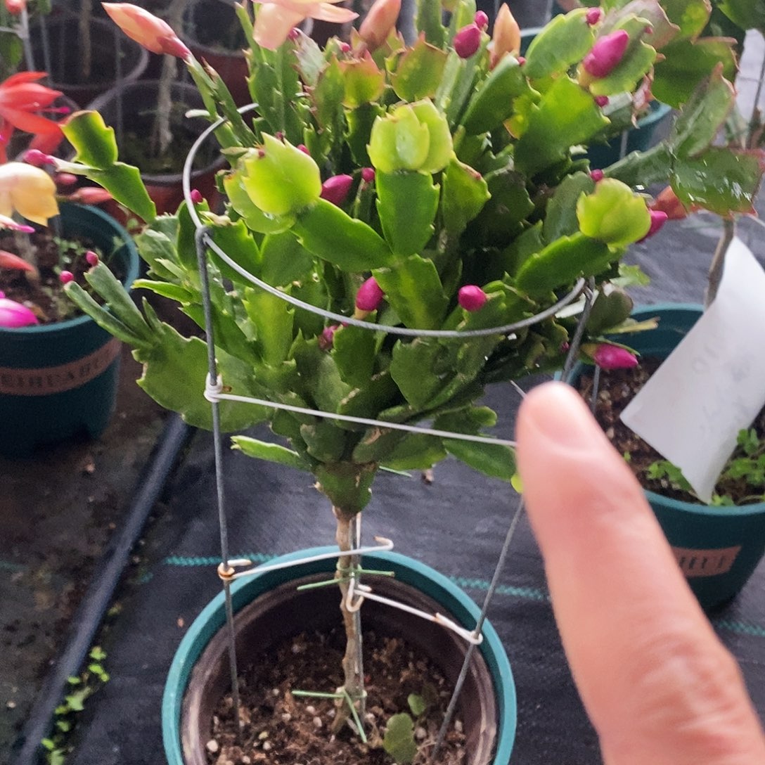 画***丹完全开放福利款单层