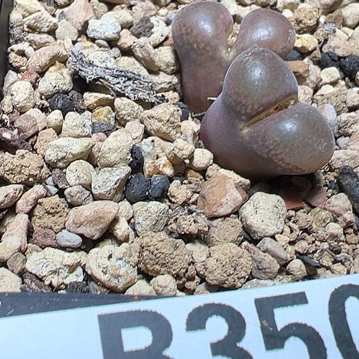 350号风铃多肉植物