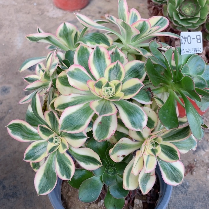 42艳资有砍多肉12345678