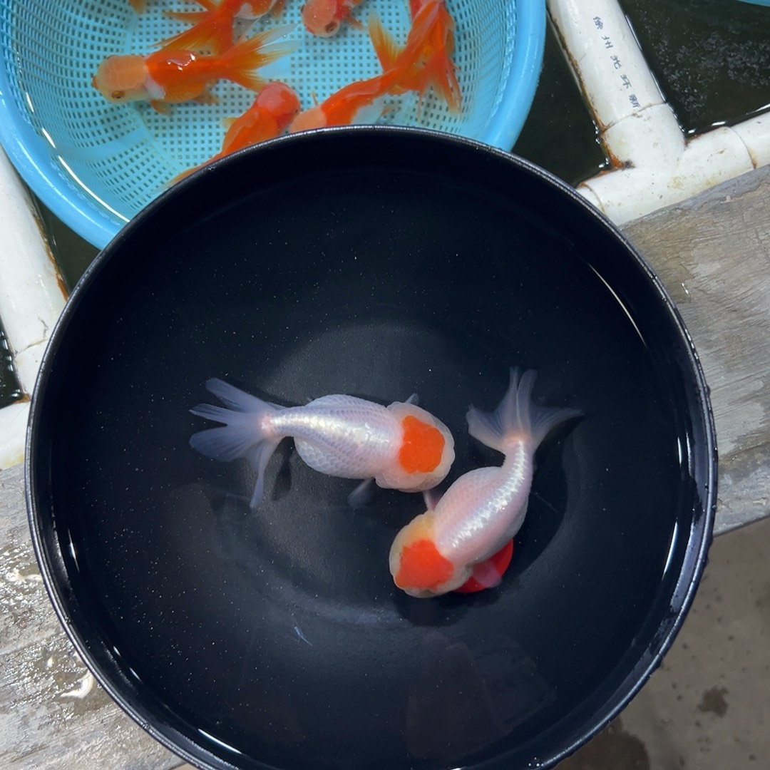 啊***斌金鱼68号。虎头2条。