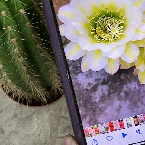 大六月五仙人球，2579000