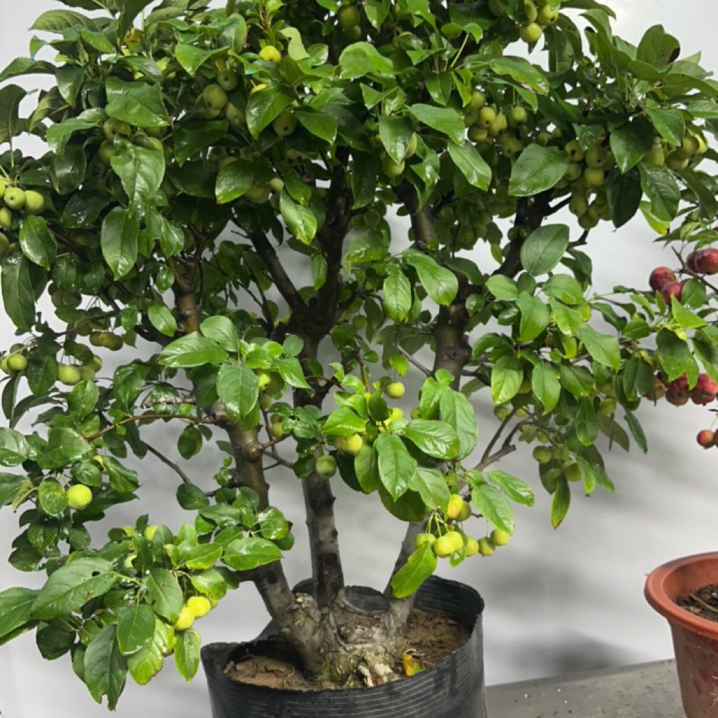 海棠盆景老桩冬红果贵人果亚当等海棠全系植物