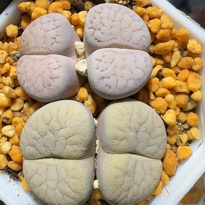 生石花33:：。在。  505号