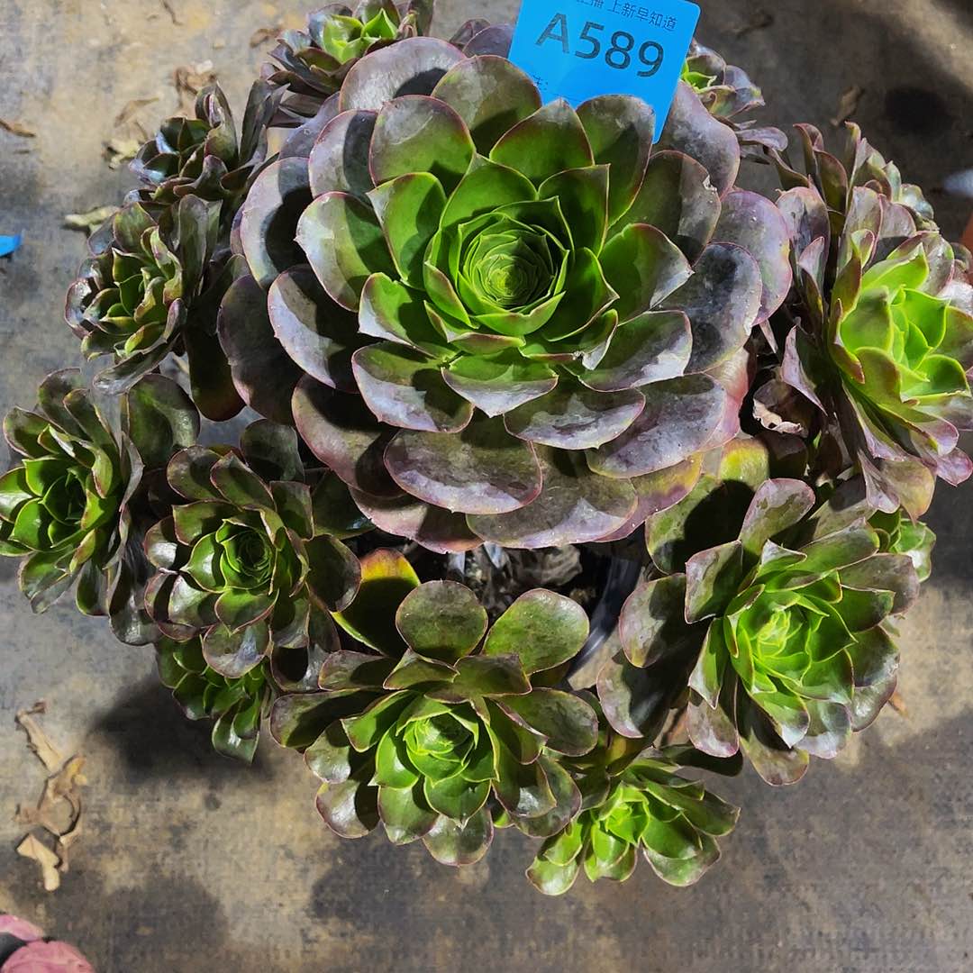 小**?美金玫瑰589拖土