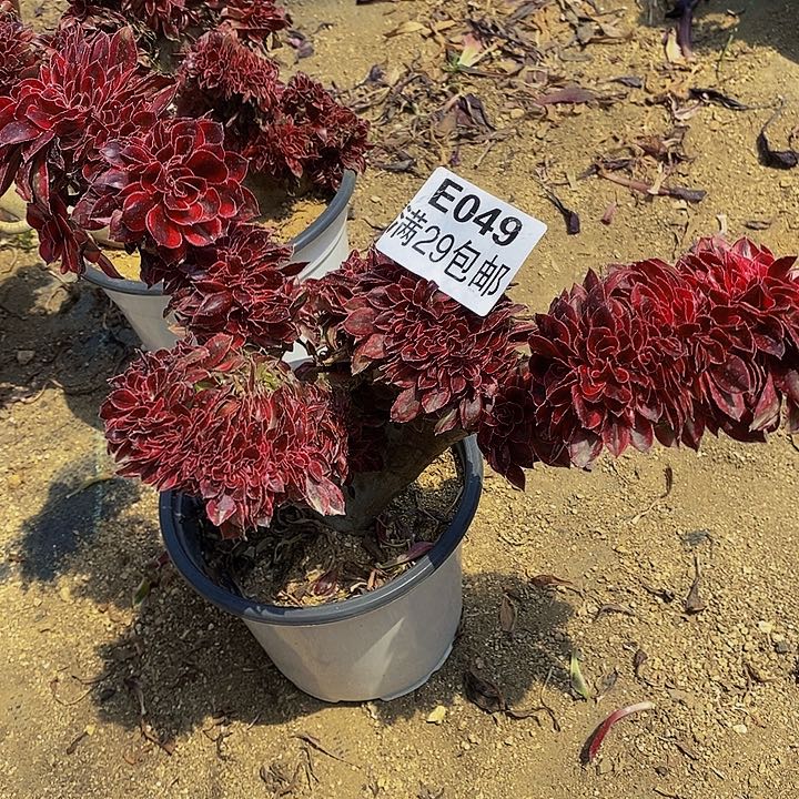 多肉香奈儿缀049多艘