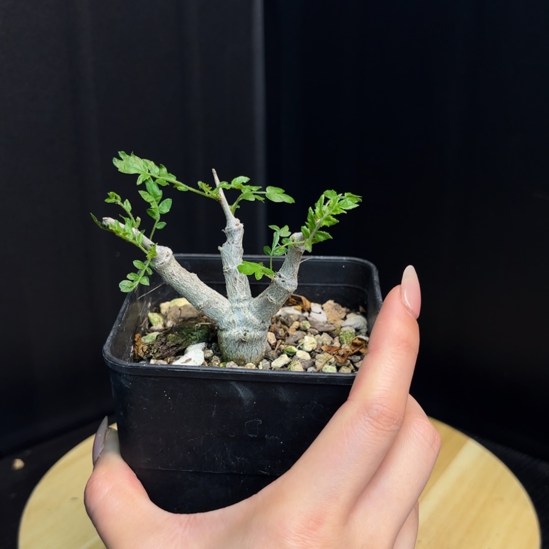 木 尼勒达乳香实生带盆土