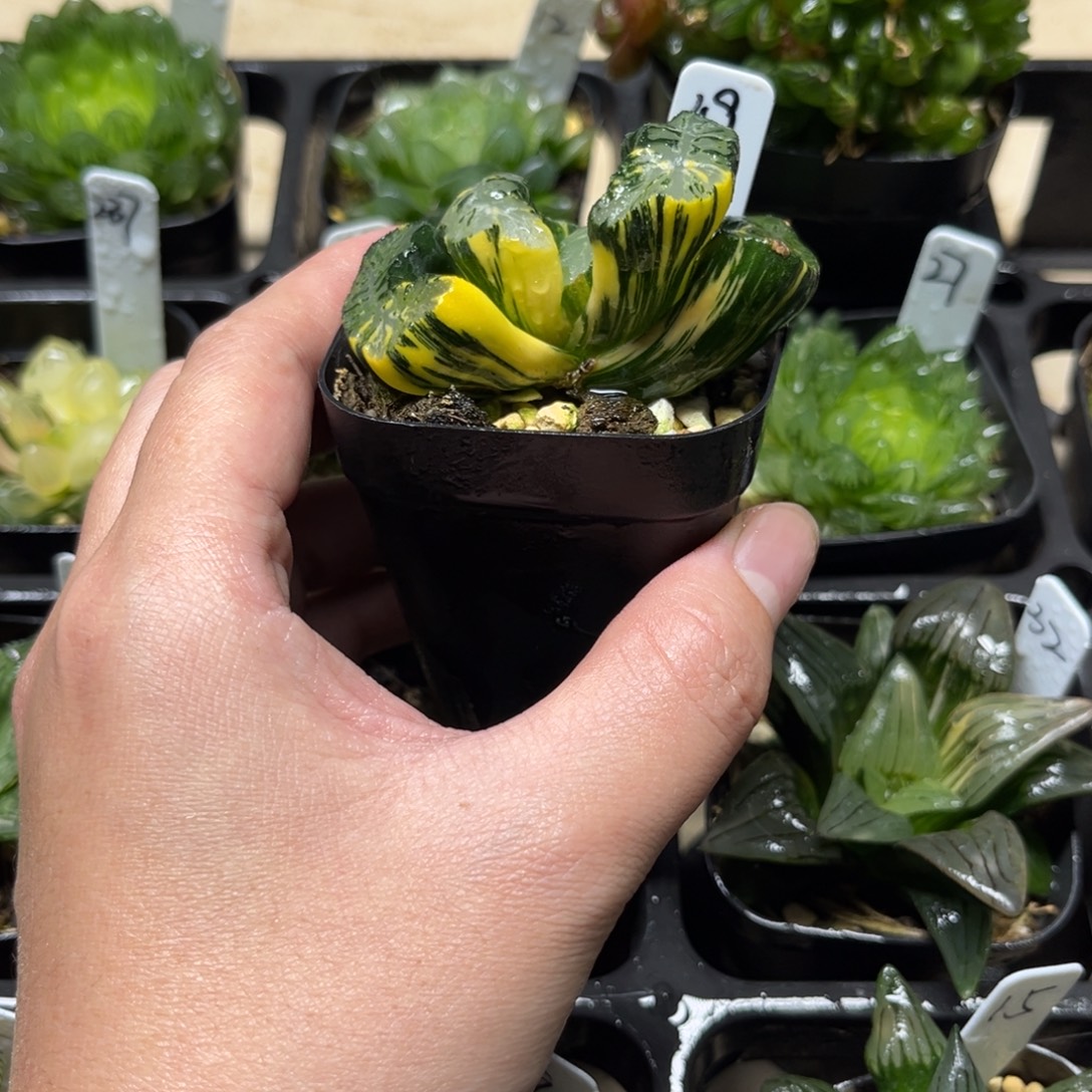 49广重玉扇锦一物一拍