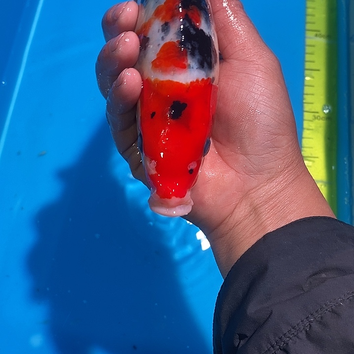 娜***馆锦鲤纯种血统锦鲤观赏鱼